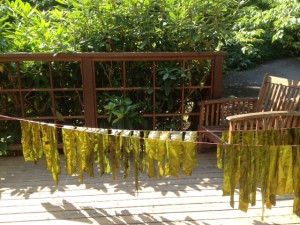 My deck as a kelp processing area.
